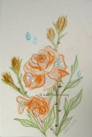 rain drops on roses